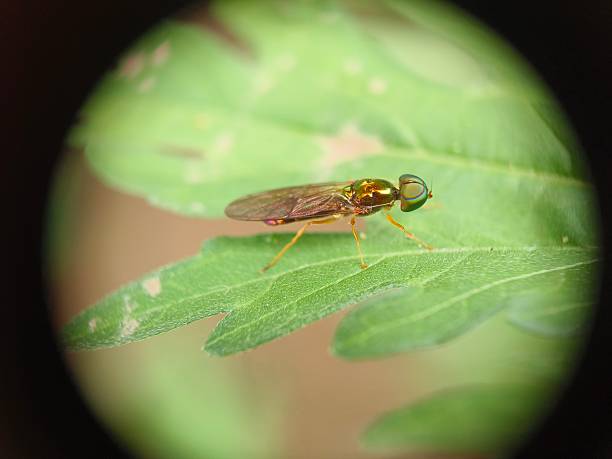 Close-up of a soldier fly, likely belonging to the genus Sargus or Microchrysa, both part of the Stratiomyidae family.