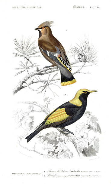 istock Bohemian Waxwing and Golden-winged Mountain Tanager – 1849 Bird Engraving from Orbigny’s Natural History 2227005176