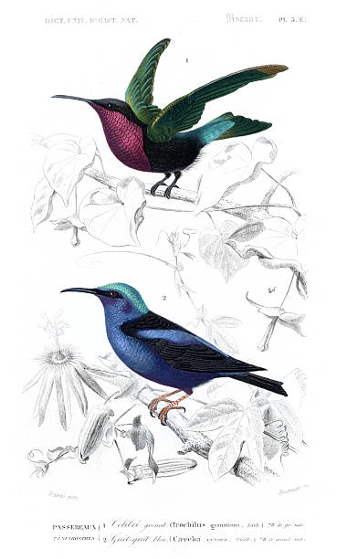 Hand-colored steel Engraving Dictionnaire Universel d’Histoire Naturelle by Charles d'Orbigny 1849