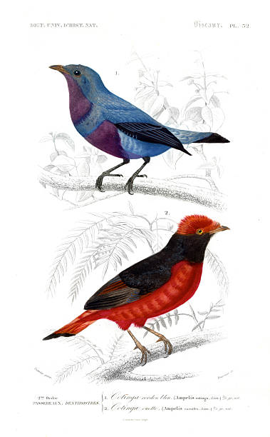 istock Blue and Scarlet Cotingas – 1849 Antique Bird Print from Orbigny’s Dictionary of Natural History 2227005234
