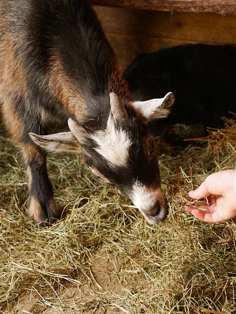 istock Goat is eating hay from a person's hand 2227005277