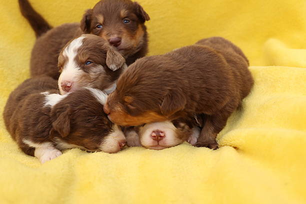istock A group of puppies are sleeping on a yellow blanket 2227005732
