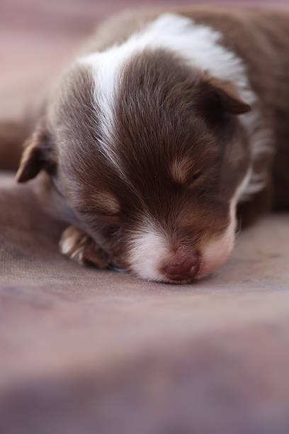 istock A brown and white puppy is sleeping on a bed 2227005762