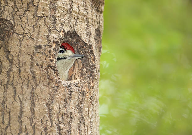 istock Great spotted woodpecker chick sitting in a tree hole in spring 2227006123