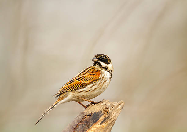 istock Common reed bunting perched on a tree branch in a meadow 2227006145