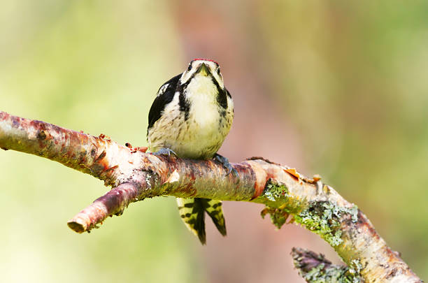 Close-up of a Lesser spotted woodpecker (Dryobates minor) perched on a tree branch.