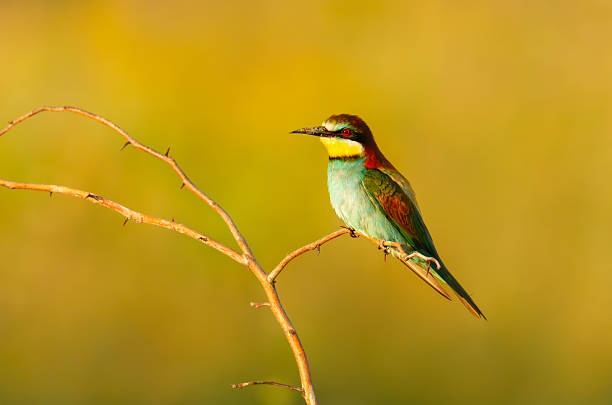 Colorful European bee-eater perched on branch during summer in Bulgaria