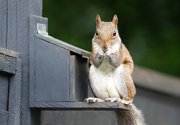 istock Portrait of a grey squirrel eating nuts and seeds on a squirrel feeder 2227006206