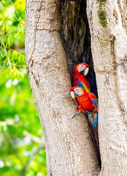 istock Love Nest – Scarlet Macaws at Home 2227006360