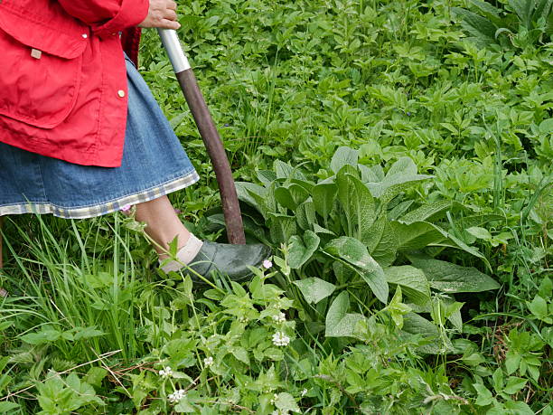 istock Person in a red jacket is digging in the grass with a shovel 2227006399