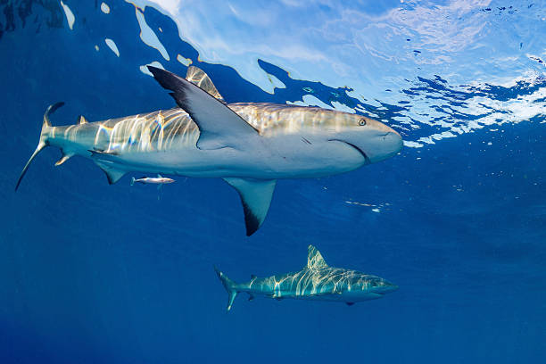 istock Caribbean reef sharks (Jardines de La Reina National park) Cuba 2227006745