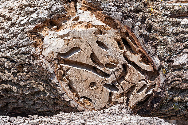 Larvae of these beetles are xylophagous. They mainly feed on downy oak (Quercus pubescens), evergreen oak (Quercus ilex) and cork oak (Quercus suber). These longhorn beetle are considered a pest of oaksThey are considered  a danger for Quercus Forests