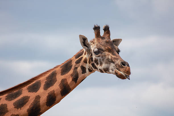 istock Isolated Giraffe Head and Long Neck Profile 2227006834