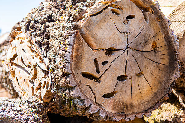 Larvae of these beetles are xylophagous. They mainly feed on downy oak (Quercus pubescens), evergreen oak (Quercus ilex) and cork oak (Quercus suber). These longhorn beetle are considered a pest of oaksThey are considered  a danger for Quercus Forests