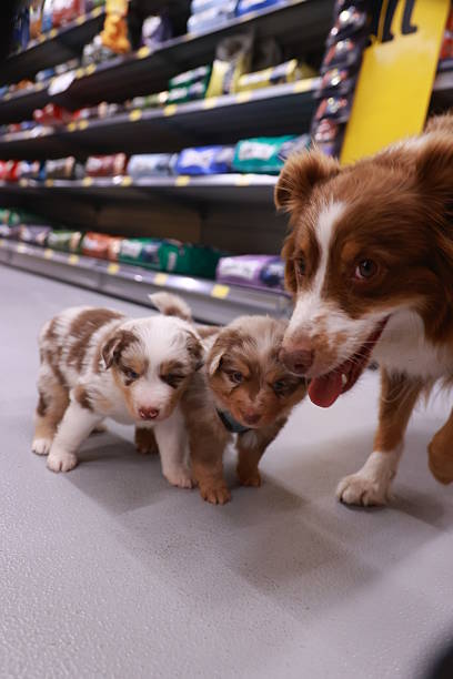 istock Three puppies are playing in a pet store 2227007143