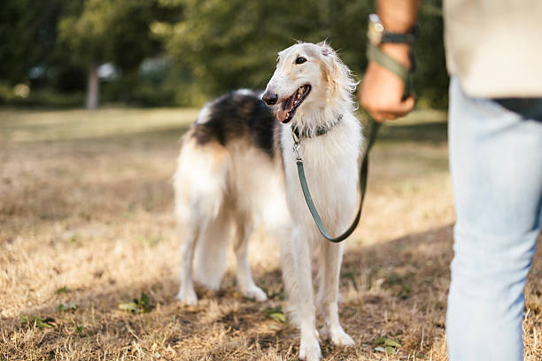 Pet sitter walking the pets through the city