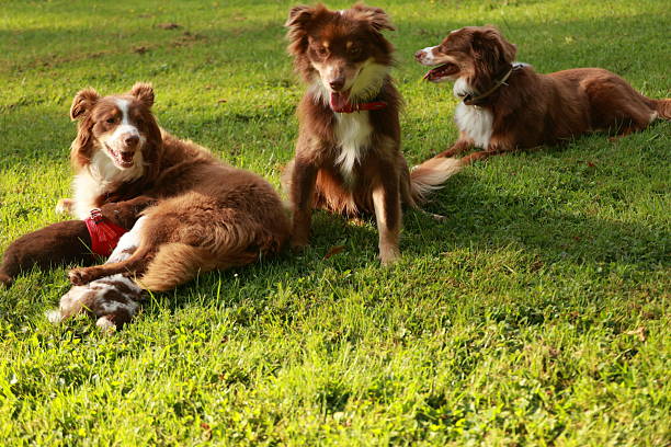 istock Three dogs are laying on the grass 2227008499