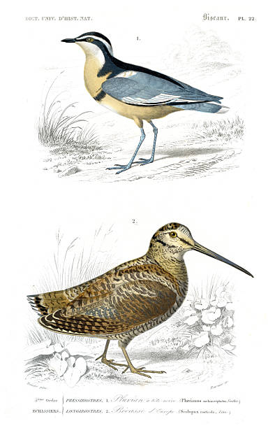 Hand-colored steel Engraving Dictionnaire Universel d’Histoire Naturelle by Charles d'Orbigny 1849
