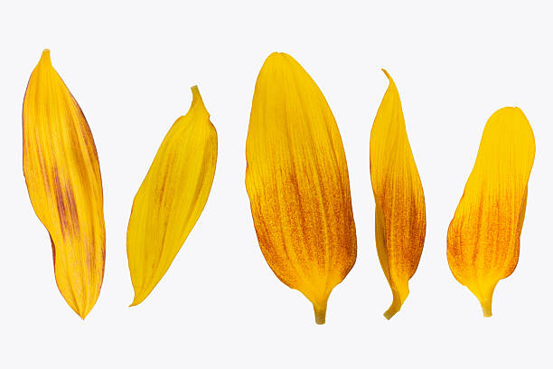 istock Yellow sunflowers on white isolated background 2227010013