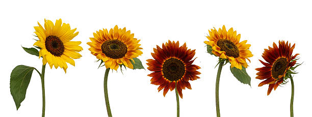 istock Different sunflowers on a white isolated background 2227010025