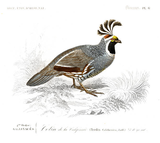 Hand-colored steel Engraving Dictionnaire Universel d’Histoire Naturelle by Charles d'Orbigny 1849
