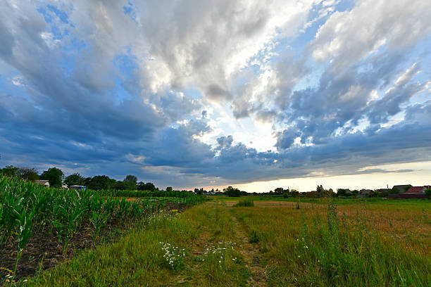 Beautiful green grass landscape with trees and a huge blue sky