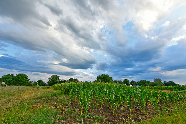 Beautiful summer landscape after a summer shower, at sunset outside the city in the village. Ukraine, Dnipropetrovsk region.