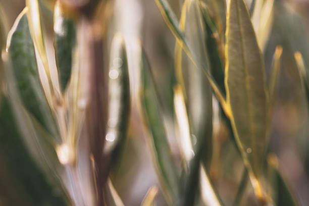 Natural floral blurred abstract.