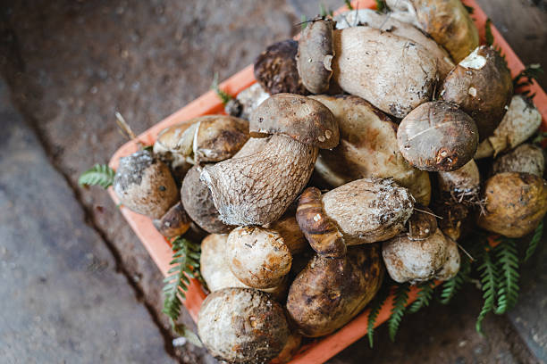Market stall full of fresh mushrooms