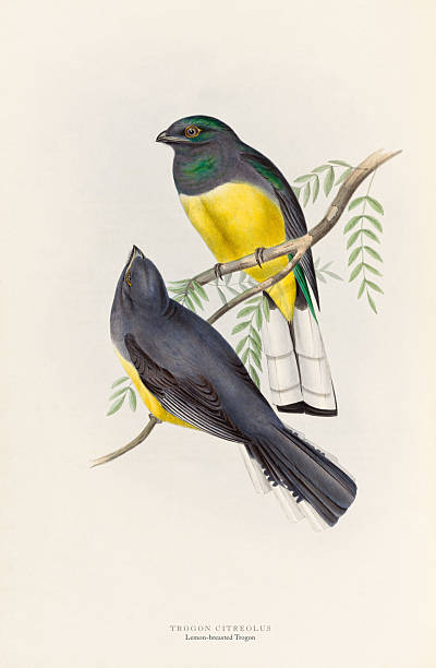 istock Lemon-breasted Trogon by John Gould. Antique American Engraving, Bird: Natural History, (1835-1838) 2227010862