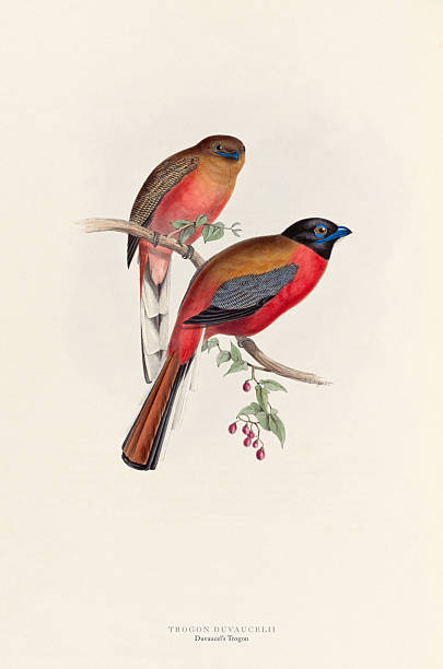 Antique American Engraving of a Bird: Natural History, 1835-1838. Copyright has expired on this artwork. Digitally restored from A Monograph of The Trogonidae (1835-1838) by John Gould