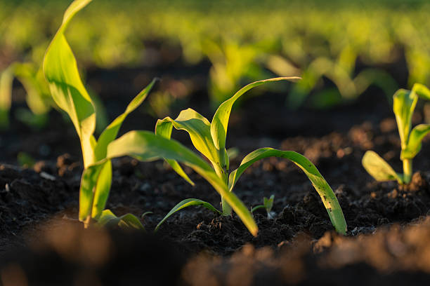 istock Newly sprouted maize plants stretch towards the sunlight, displaying vibrant green leaves above dark, fertile soil 2227010954