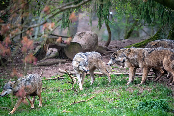 istock Grey Wolf Pack Interaction in Natural Enclosure - Captive Wildlife, Animal Park, Social Behavior 2227011785