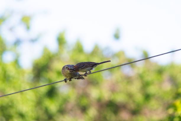 istock Rufous-collared Sparrow feeding a juvenile Shiny Cowbird 2227011908