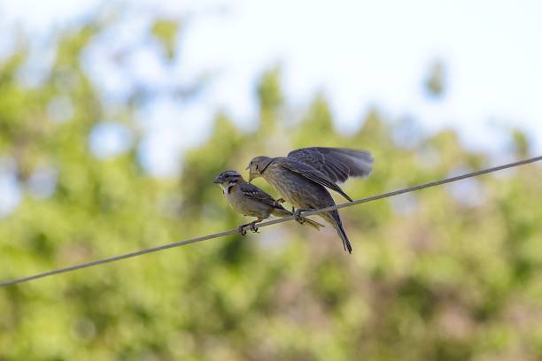 istock Rufous-collared Sparrow feeding a juvenile Shiny Cowbird 2227011909