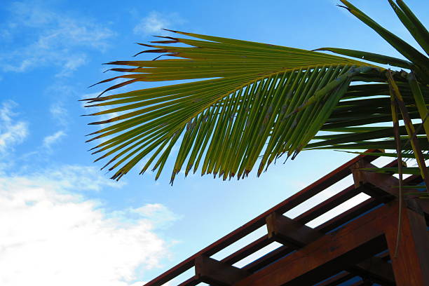 Close-up of Palm Leaves
