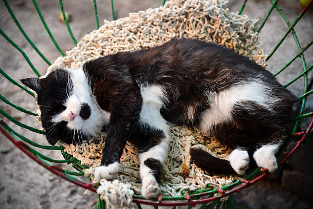 The elderly cat is asleep in his bed. Shallow focus.