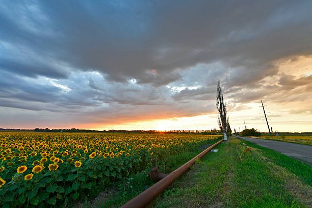 Beautiful summer landscape after a summer shower, sunflower field at sunset. Ukraine, Dnipropetrovsk region.