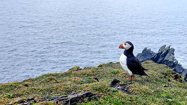 istock Atlantic puffin (fratercula arctica) on the cliffs of Skellig Island, Ireland. Copy space 2227012383