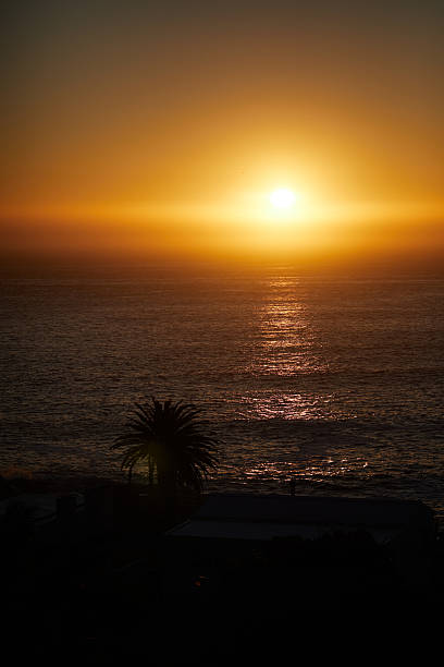 A mesmerizing golden sunset reflects its warm light over the tranquil ocean waters, featuring the silhouette of a palm tree, evoking feelings of serenity and natural beauty.