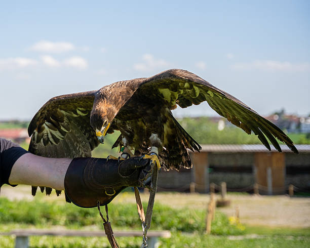istock Powerful Eagle Landing on Falconer's Arm | Captive Bird of Prey Display, Dynamic Raptor Action Shot 2227012765
