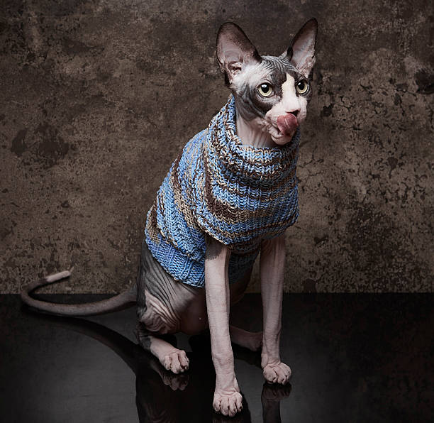 istock Playful Sphynx Cat in Blue Sweater Licking Its Nose 2227014584