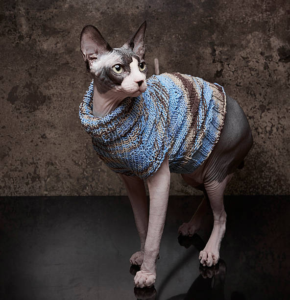istock Attentive Sphynx Cat Posing in Blue-Brown Striped Sweater 2227014586