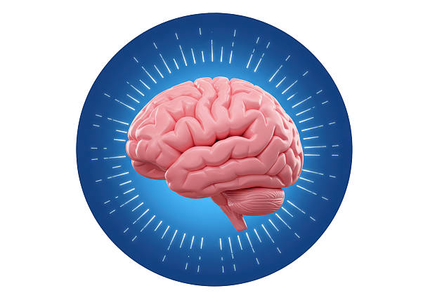 Human brain anatomy on scientific background. 3d illustration