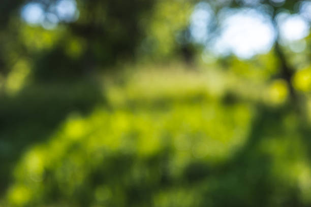 istock This artistic image showcases a dreamy, blurred green environment with natural light. 2227015705