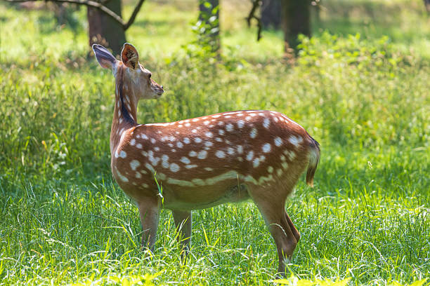 istock Young European Fallow Deer - Dama dama in sunny forest 2227016158