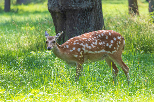 istock Young European Fallow Deer - Dama dama in sunny forest 2227016185