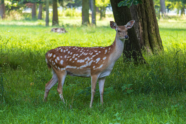 istock Young European Fallow Deer - Dama dama in sunny forest 2227016219