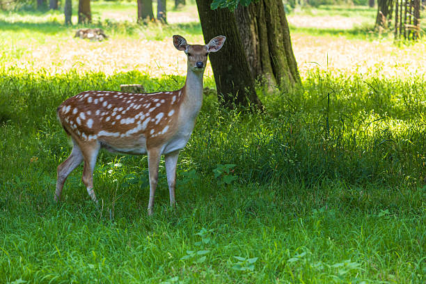 fallow deer animal on green meadow in summer morning near Brno city