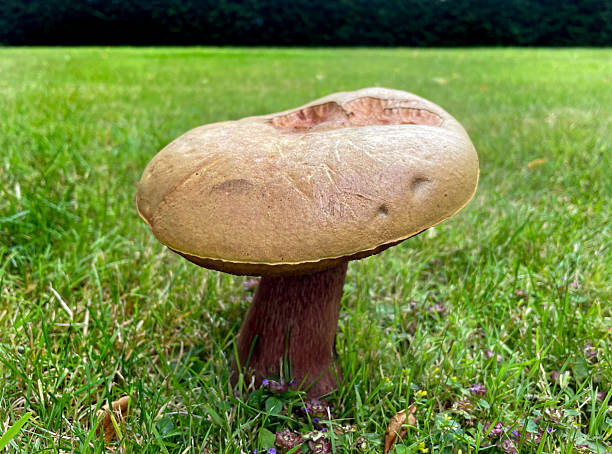 istock Brown mushroom close up  on the green grass 2227016239